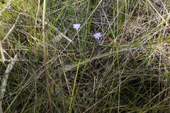 Thelymitra angustifolia
