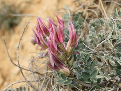 Astragalus incanus