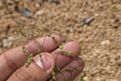 Desmodium procumbens