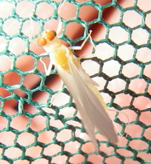 Ephemerella dorothea