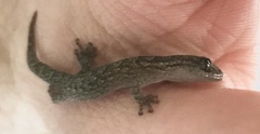 Christinus marmoratus