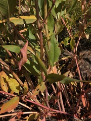 Koenigia phytolaccifolia