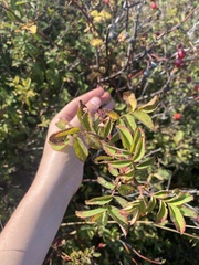 Rosa nutkana