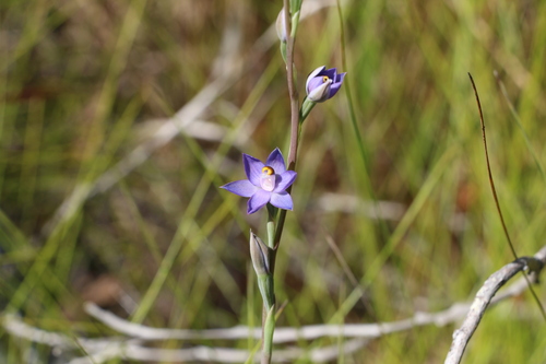 Long-leaved Sun Orchid (Thelymitra angustifolia)