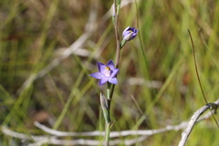 Thelymitra angustifolia