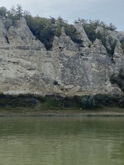 Juniperus horizontalis