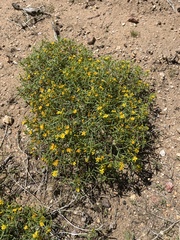 Pectis papposa papposa