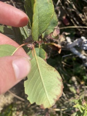 Rosa nutkana
