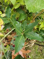 Laurus nobilis