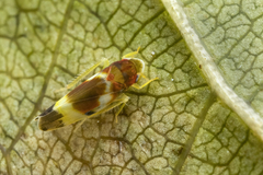 Erythroneura vitis