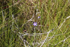 Thelymitra angustifolia