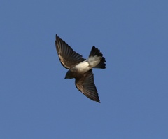 Stelgidopteryx serripennis