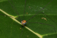 Sclerosomatidae