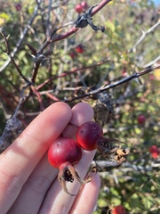 Rosa nutkana