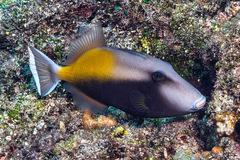 Sufflamen chrysopterum