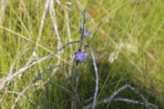 Thelymitra angustifolia
