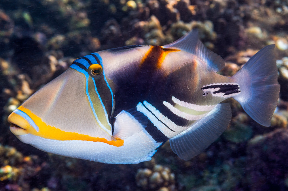 Blackbar triggerfish (Rhinecanthus aculeatus) — Balistidae