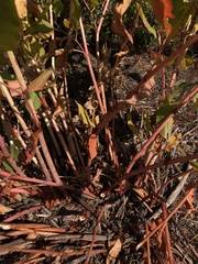 Koenigia phytolaccifolia