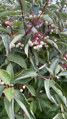 Cornus racemosa
