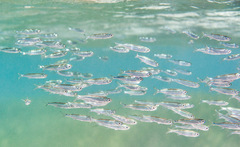 Atherinomorus lacunosus