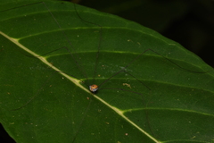 Sclerosomatidae