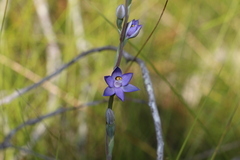 Thelymitra angustifolia