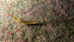 Ephemerella dorothea