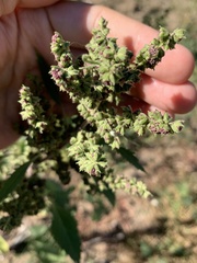 Cyclachaena xanthiifolia