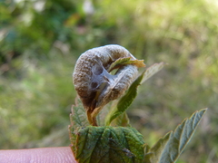 Dasineura salicifoliae