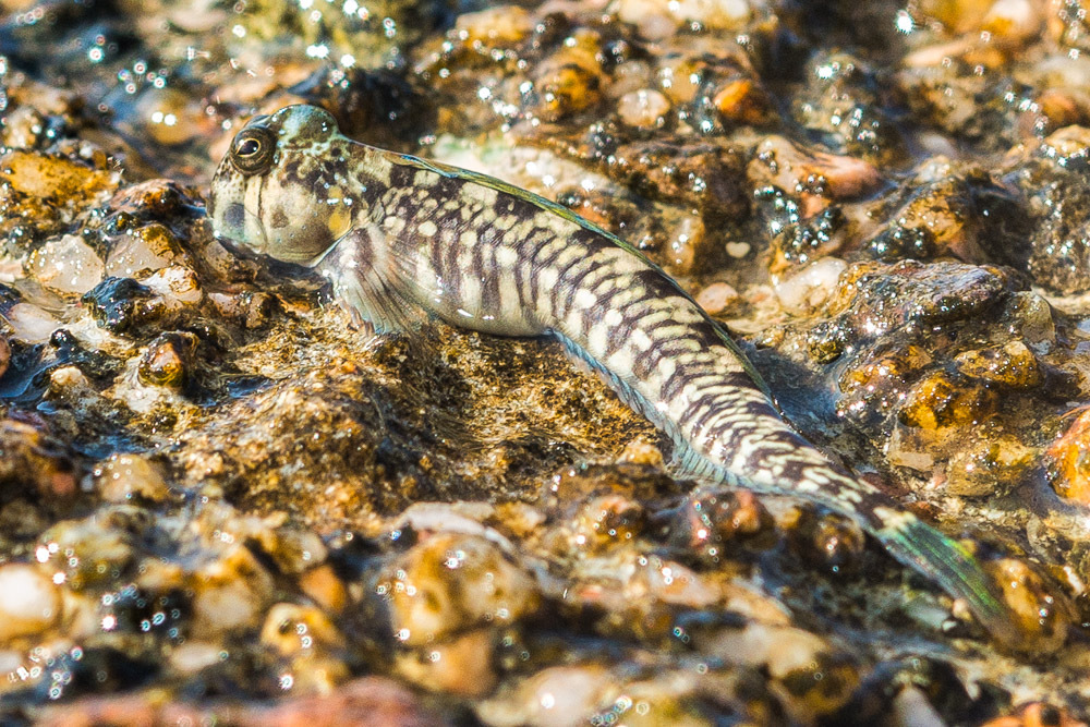 Magnus Blenny