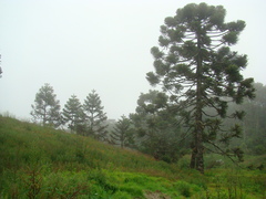Araucaria angustifolia
