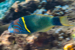 Thalassoma hebraicum