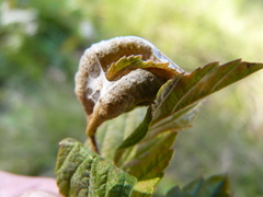 Dasineura salicifoliae
