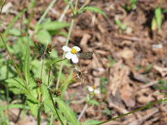 Leptotes plinius