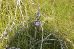 Thelymitra angustifolia