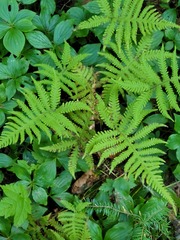 Phegopteris