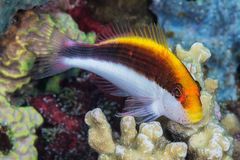 Paracirrhites forsteri