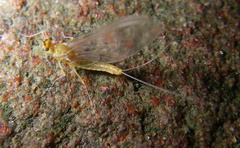 Ephemerella dorothea