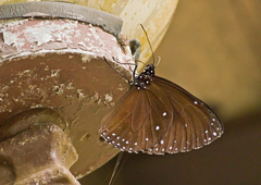 Euploea eunice