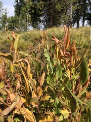 Koenigia phytolaccifolia