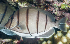 Acanthurus triostegus
