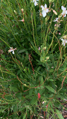 Oenothera lindheimeri