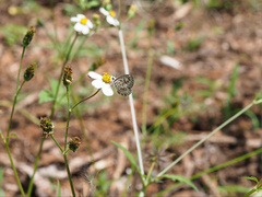 Leptotes plinius