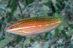 Halichoeres biocellatus