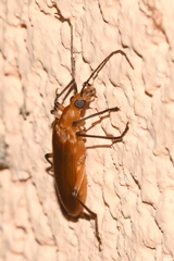 Oedemeridae