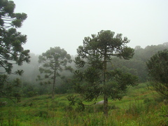 Araucaria angustifolia