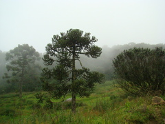 Araucaria angustifolia