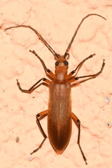 Oedemeridae