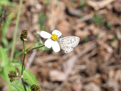 Leptotes plinius