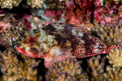 Sebastapistes cyanostigma